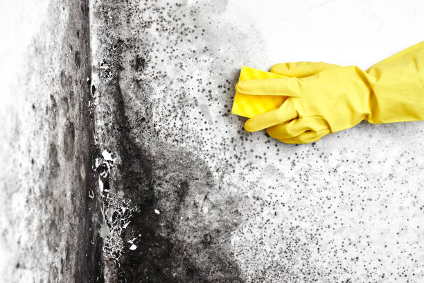 Best Post-Flood Mold Remediation in New Hampton, IA