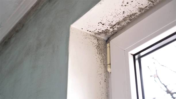 Best Residential Mold Remediation in New Hampton, IA