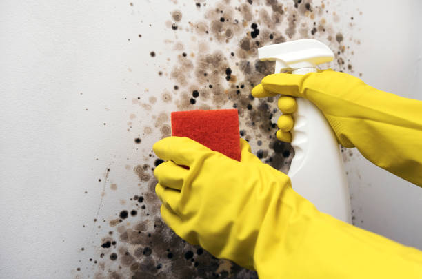 Best Kitchen Mold Remediation in New Hampton, IA